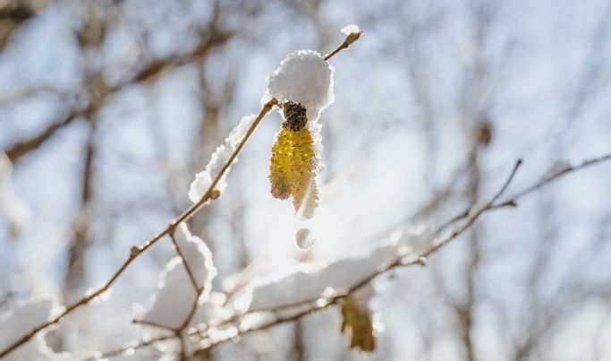 schnee-baum